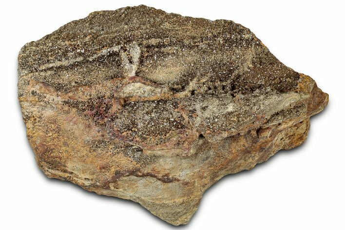 Glittering Petrified Wood with Druzy Quartz - Alabama #325388